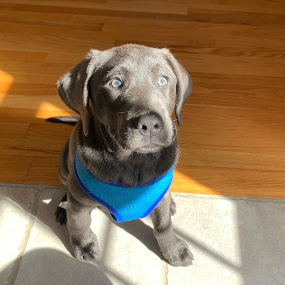camclimo